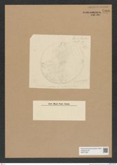 Diatomeae indet. Zeichnungen Sammlung Grunow Nr. 7996 (NHMW-BOT-W0377290)